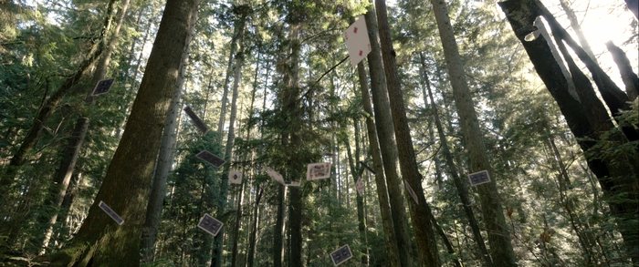 Sunlit forest seen from below, with rectangular panels suspended among the trunks.